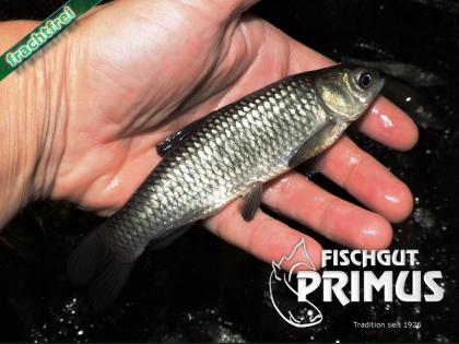 Besatzfische! 30 Graskarpfen ca. 15-20 cm