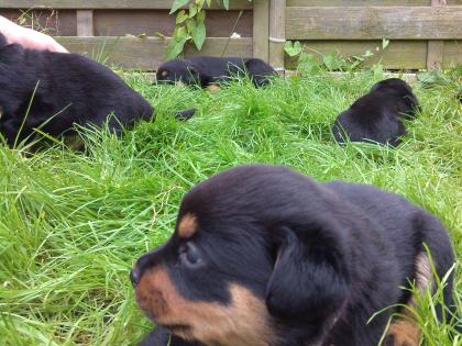 Bilderbuch Rottweiler Welpen 