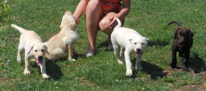 Wunderschöne Labradorwelpen mit Papieren