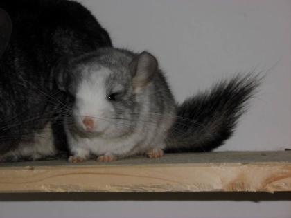 Chinchillas in verschiedenen Farben zur Abgabe