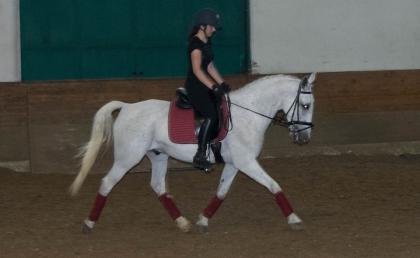     LIPIZZANERWALLACH mit Charme    