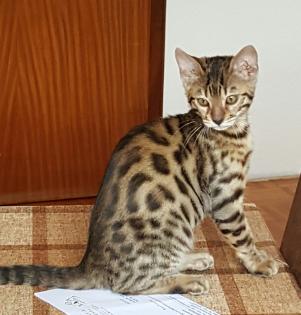 Bengalkitten 16 Wochen / Sofort abzugeben 