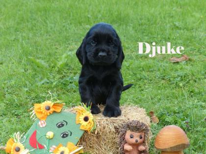 Zauberhafte englische Cocker Spaniel Welpen