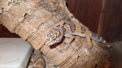 Leopardgeckos