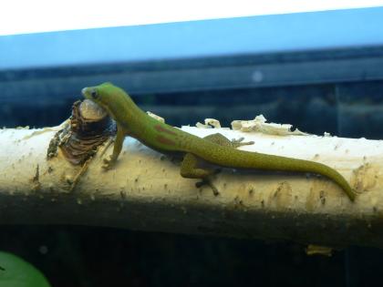 Goldstaub-Taggeckos (Phelsuma laticauda) in liebevolle Hände abzugeben