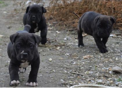 Cane Corso Welpen