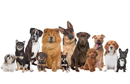 Hundetrainer & Homesitter