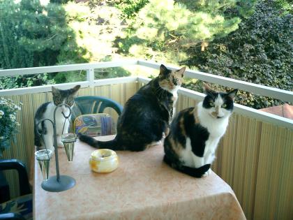 Tierbetreuung, Katzenbetreuung für: Darmstadt, Alzey, Worms, Bad Kreuznach, Bing