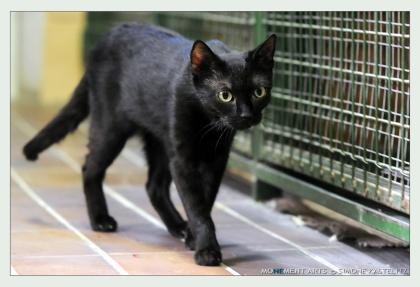 Suchen einen lieben verschmusten schwarzen Kater oder eine schwarze Katze