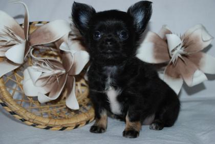 Chihuahua Welpen