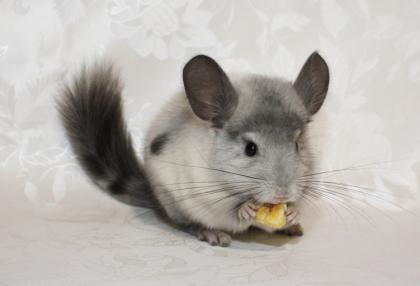 Chinchillas