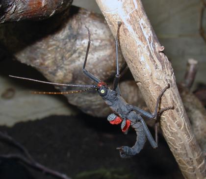 Biete verschiedene Insekten / Gespenstschrecken