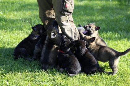 Graue Schäferhunde Welpen