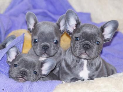 Französische Bulldogge Welpen mit Papieren aus deutscher Hobbyzucht !