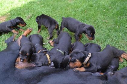 Dobermannwelpen mit VDH / DV Papieren