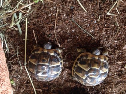 Ich verkaufe Griechische Landschildkröten