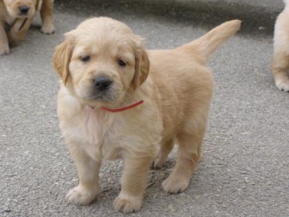 Golden retriever welpen zu verkaufen