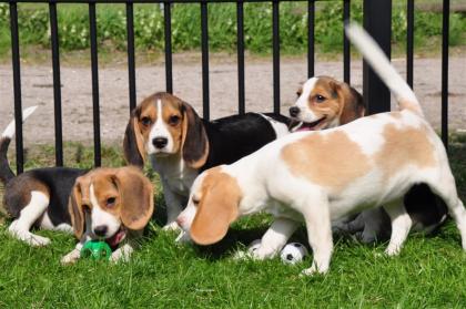 Reinrassige Beagle-Welpen tricolor