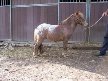  Mini-appaloosa fewspot hengst 8J.  ist etwa 85cm  super Abstammung Rheinisches 