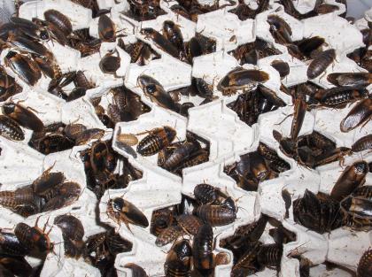 Argentinische Waldschaben, Blaptica dubia