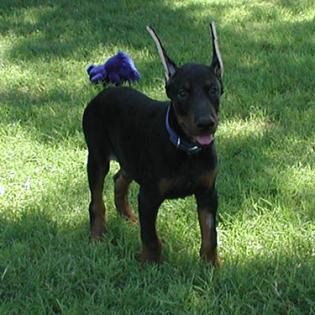  Reinrassige Dobermann Welpen mit Papieren