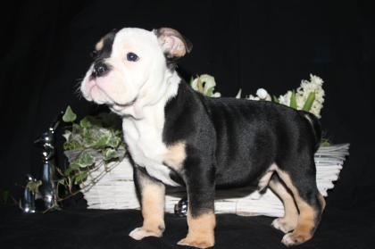 OEB, Old English Bulldog Welpen, Familienaufzucht & US Papiere