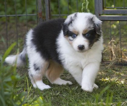 Wunderschöne Australian Shepherd Welpen