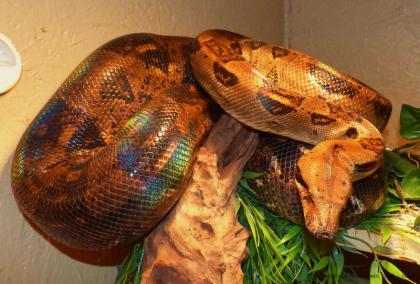 0,1 Boa c. imperator HONDURAS, Kaiserboa, NZ2021