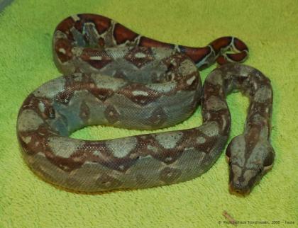 0,0,10 Boa constrictor imperator, Kaiserboa, MEXIKO Zwergboa Mix, NZ2021