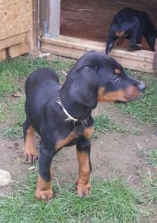 Dobermann Welpen suchen liebevolles Zuhause