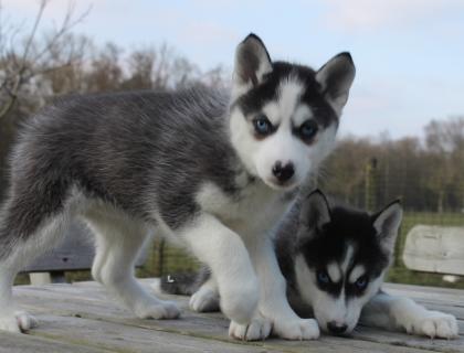 Schöne Husky - Welpen