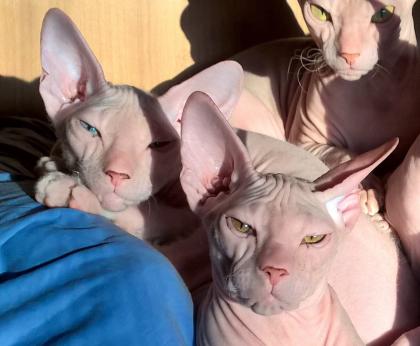   Wunderschöne Sphynxkatzen mit Papieren suchen neuen Wirkungskreis