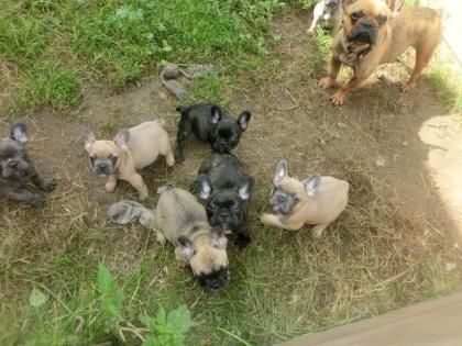 Französische Bulldoggen Welpen mit Ahnentafel