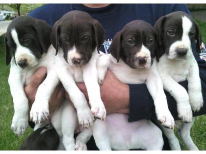 Blueline welpen American Pitbull Terrier*