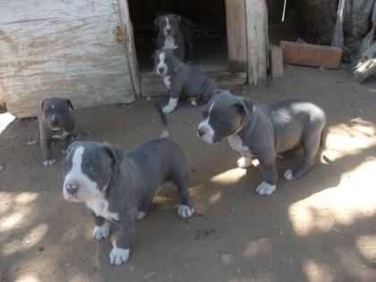 Amstaff blueline Welpen