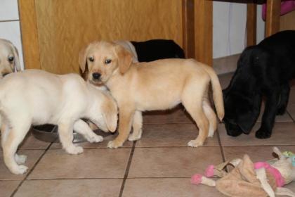 Labrador Welpen in blond und schwarz mit Papieren