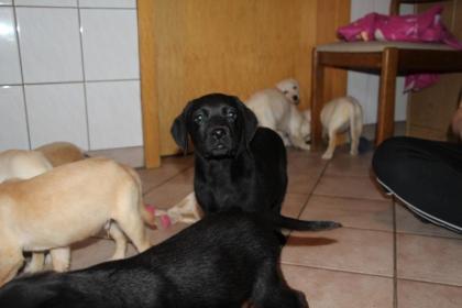 Labrador Welpen in blond und schwarz mit Papieren