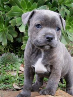 Welpen orig. rednose American Pitbull Terrier mit ADBA Papieren