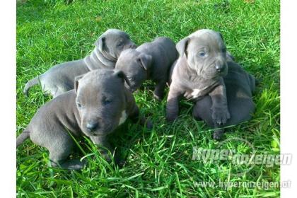 American Welpen Blue-Line Pit Bull Terrier*ss.