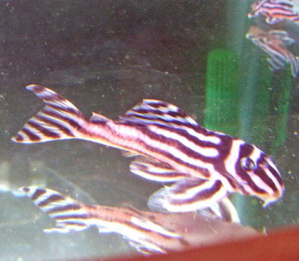 Qualität L046 Zebra Pleco