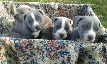 American Welpen Blue-Line Pit Bull Terrier 12 Wochen alt,./,