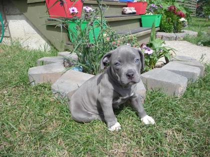 Welpen orig. rednose American Pitbull Terrier mit ADBA Papiere