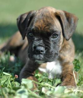 Wunderschöne Boxer Welpen mit VDH Papieren