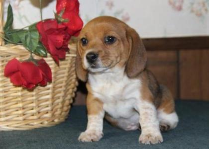 Beagle Welpen, bestens sozialisiert, mit Papiere