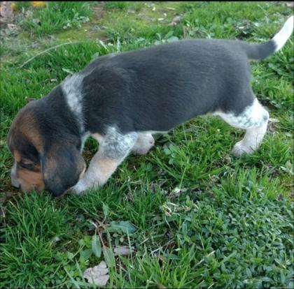 Beagle Welpen brauchen ein Zuhause