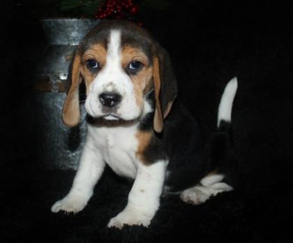 Reinrassige Beagle Welpen mit Ahnenpass