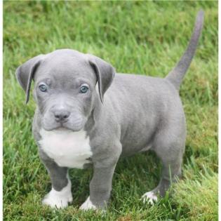 Blueline welpen American Pitbull Terrier_),.,....