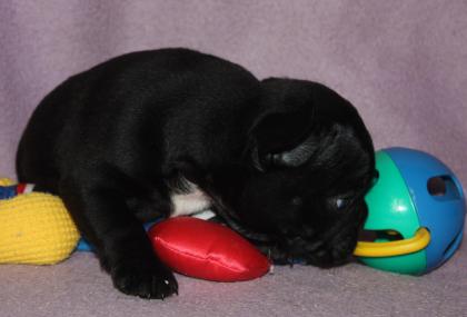 Französisch Bulldogge Hündin mit Stammbaum