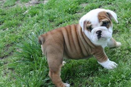 Miniatur english Bulldogs der Extraklasse