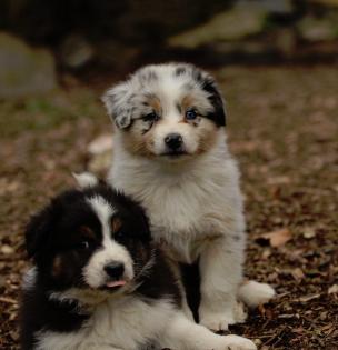 Erstklassige ASCA Australian Shepherd Welpen